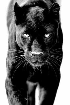 panther tattoos (4)